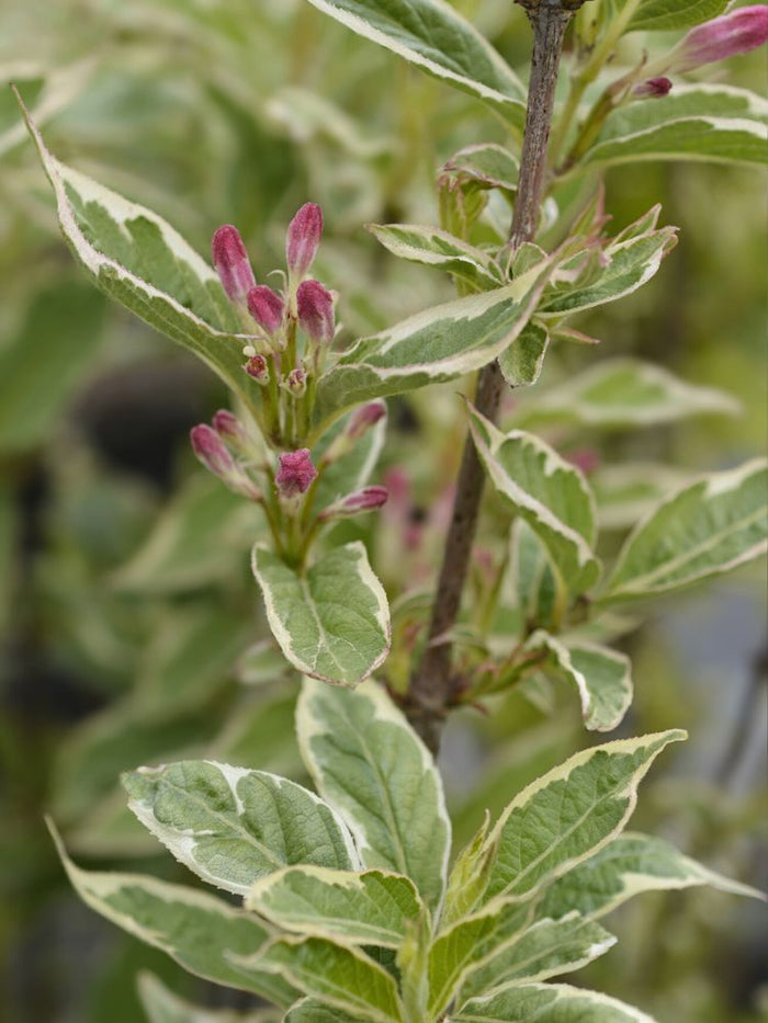 Jetzt Buntblättrige Weigelie 'Nana Variegata' online kaufen bei Bohlken  Pflanzenversand – Bohlken Pflanzenversand GbR