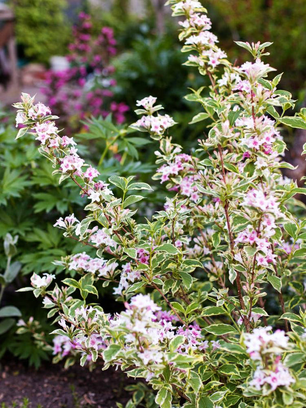 Buntblättrige Weigelie, Weigela florida 'Nana Variegata' kaufen im Online-Shop der Bohlken Baumschulen