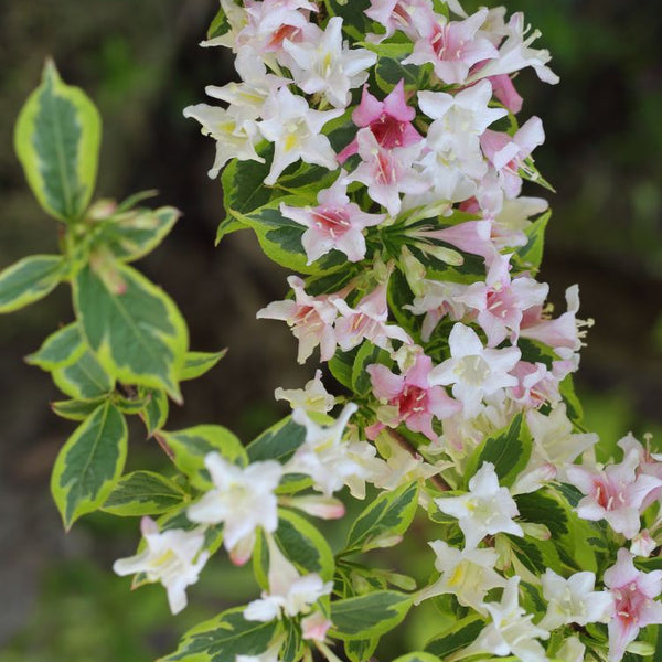 weigelie nana variegata Jetzt Buntblättrige Weigelie 'Nana Variegata' online kaufen bei Bohlken  Pflanzenversand – Bohlken Pflanzenversand GbR