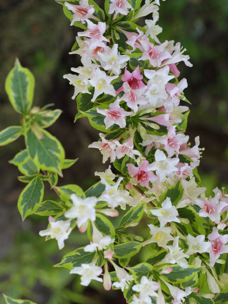 Jetzt Buntblättrige Weigelie 'Nana Variegata' online kaufen bei Bohlken  Pflanzenversand – Bohlken Pflanzenversand GbR