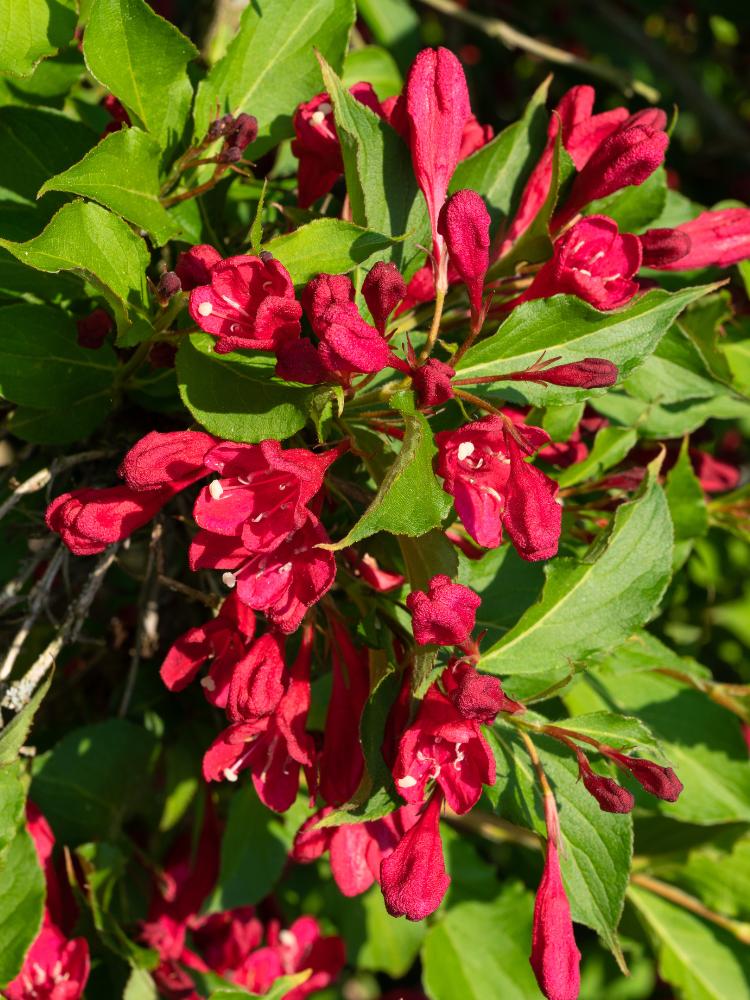 Weigelie, Weigelie 'Cherry Love' ® kaufen im Online-Shop der Bohlken Baumschulen