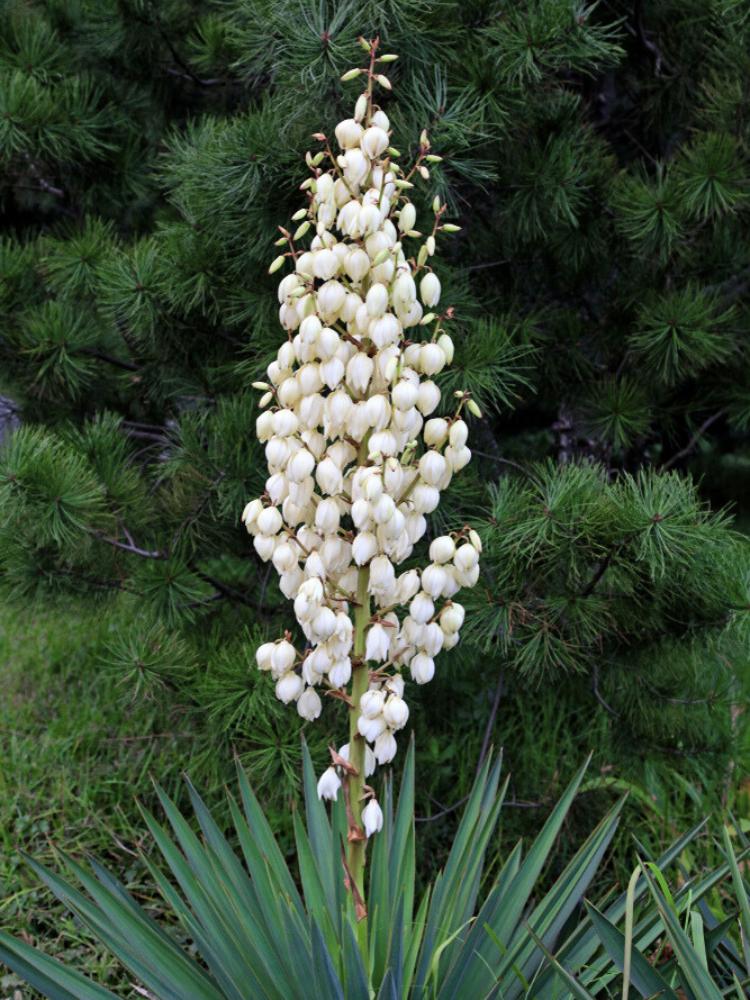 Kerzen-Palmlilie, Yucca gloriosa kaufen im Online-Shop der Bohlken Baumschulen