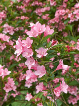 Zwerg-Weigelie, Weigela florida 'Pink Poppet' ® kaufen im Online-Shop der Bohlken Baumschulen