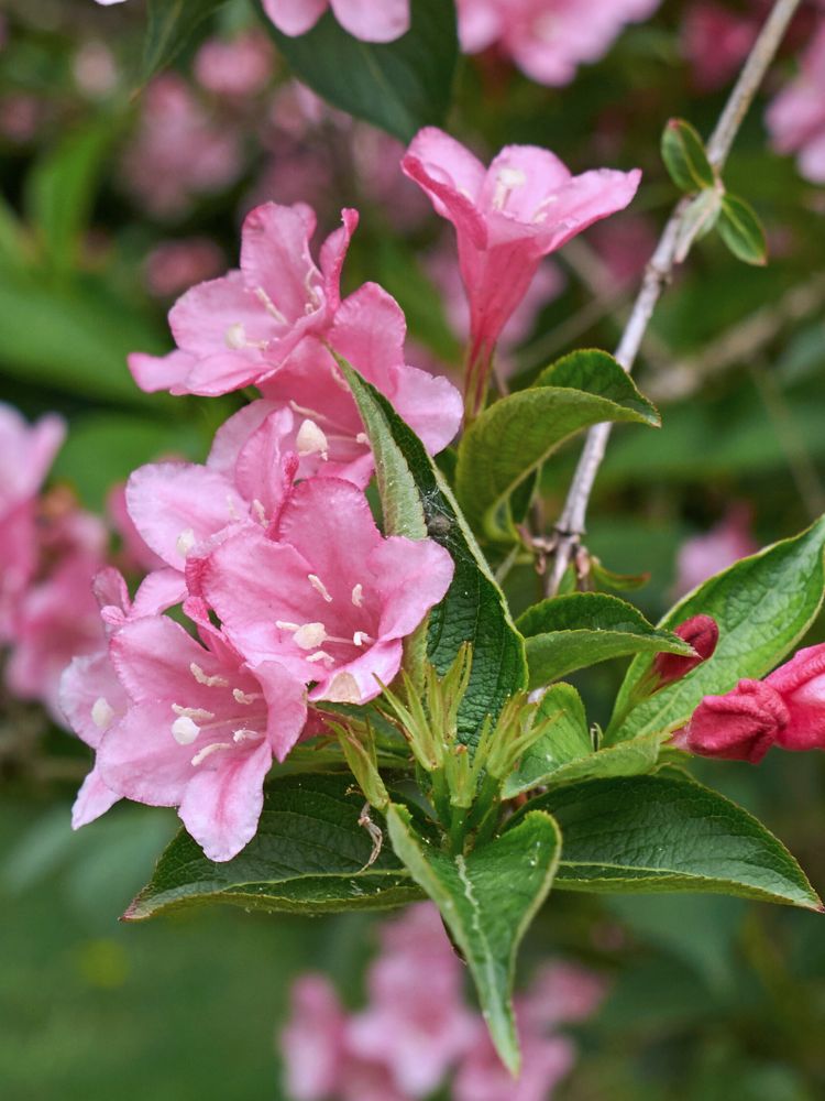 Zwerg-Weigelie, Weigela florida 'Pink Poppet' ® kaufen im Online-Shop der Bohlken Baumschulen