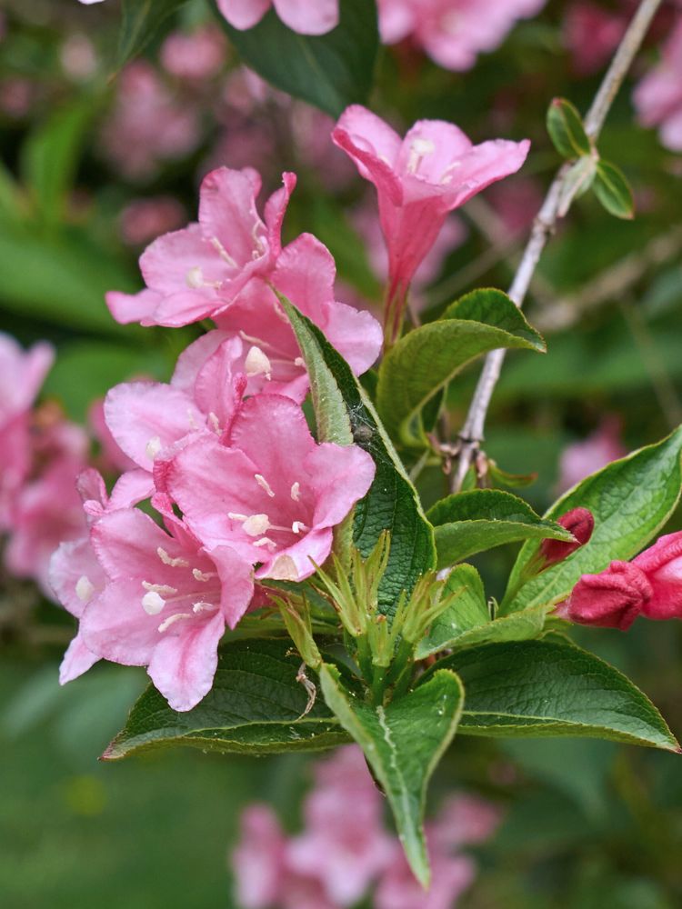 Zwerg-Weigelie, Weigela florida 'Pink Poppet' ® kaufen im Online-Shop der Bohlken Baumschulen