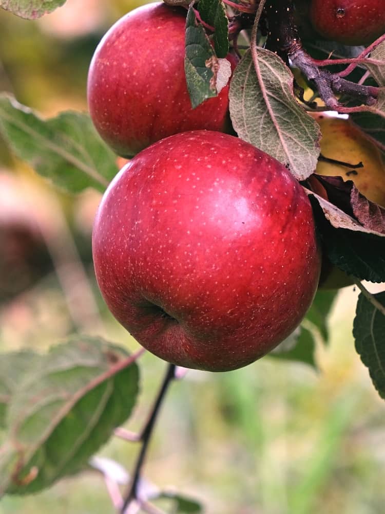 Säulenapfel, Malus 'Rondo' ® kaufen im Online-Shop der Bohlken Baumschulen