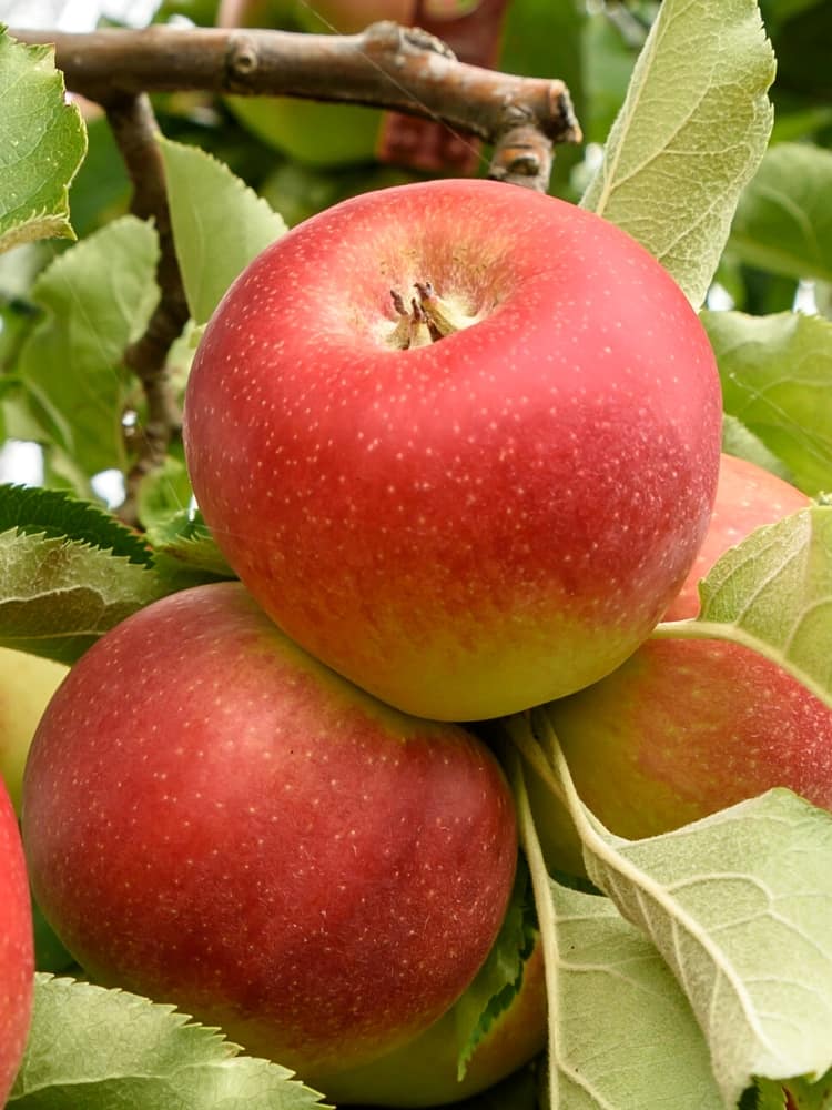 Säulenapfel, Malus 'Sonate' ® kaufen im Online-Shop der Bohlken Baumschulen