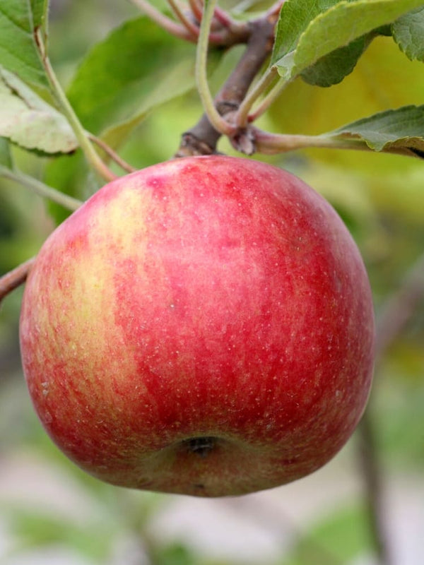Apfelbaum, Malus domestica 'Red River' kaufen im Online-Shop der Bohlken Baumschulen