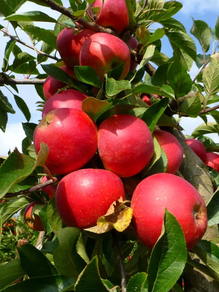 Säulenapfel, Malus domestica 'Redcats' ® kaufen im Online-Shop der Bohlken Baumschulen