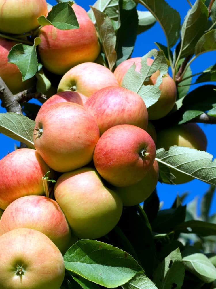 Säulenapfel, Malus domestica 'Rhapsodie' ® kaufen im Online-Shop der Bohlken Bausmchulen