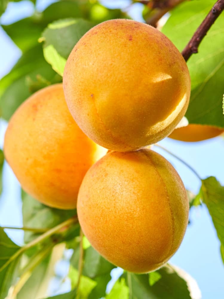 Aprikose, Prunus armeniaca 'Goldrich' ® kaufen im Online-Shop der Bohlken Baumschulen