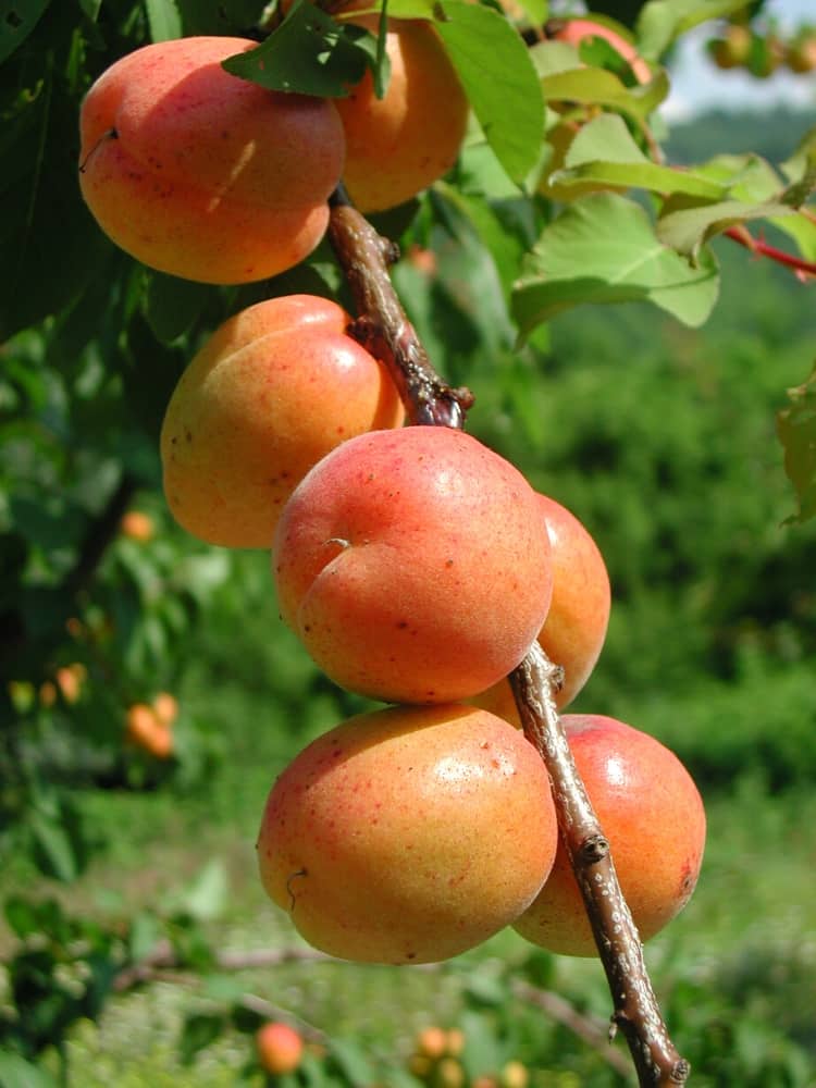 Aprikose, Prunus armeniaca 'Kuresia' ® kaufen im Online-Shop der Bohlken Baumschulen