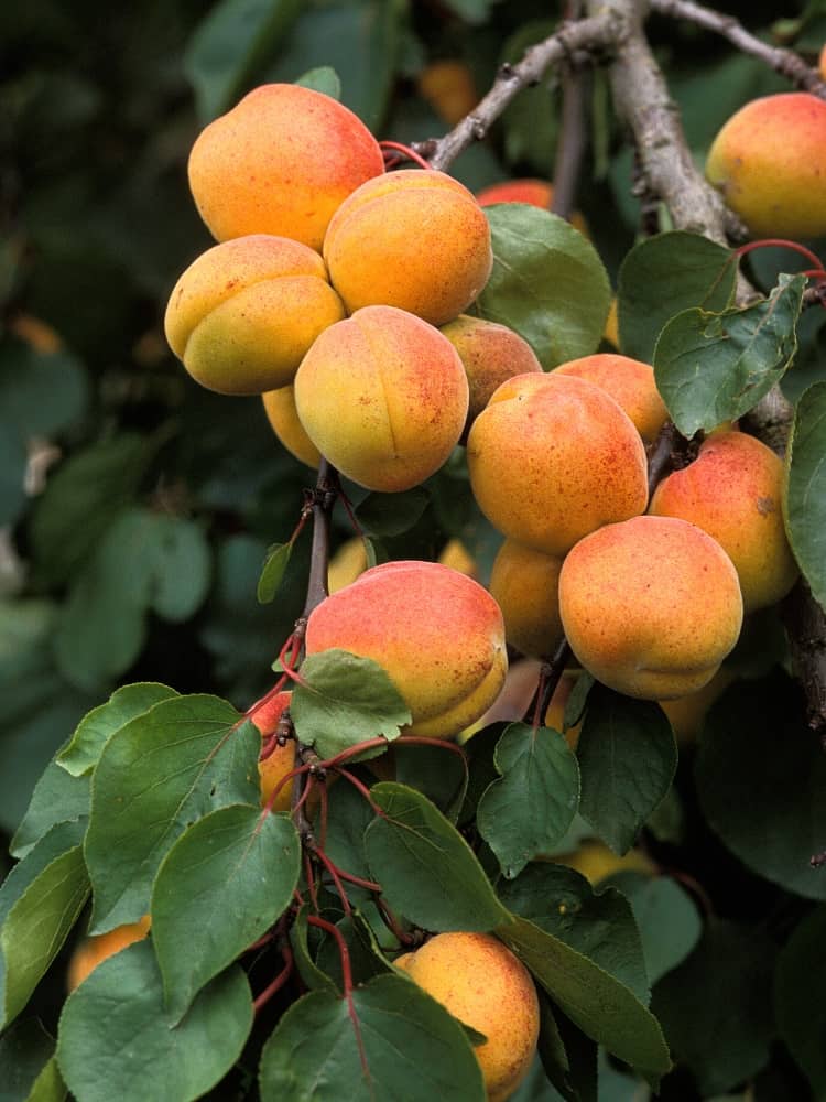 Aprikose 'Mombacher Frühaprikose'