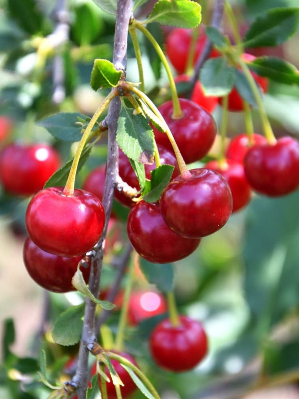 Sauerkirsche, Prunus cerasus 'Karneol' ® kaufen im Online-Shop der Bohlken Baumschulen