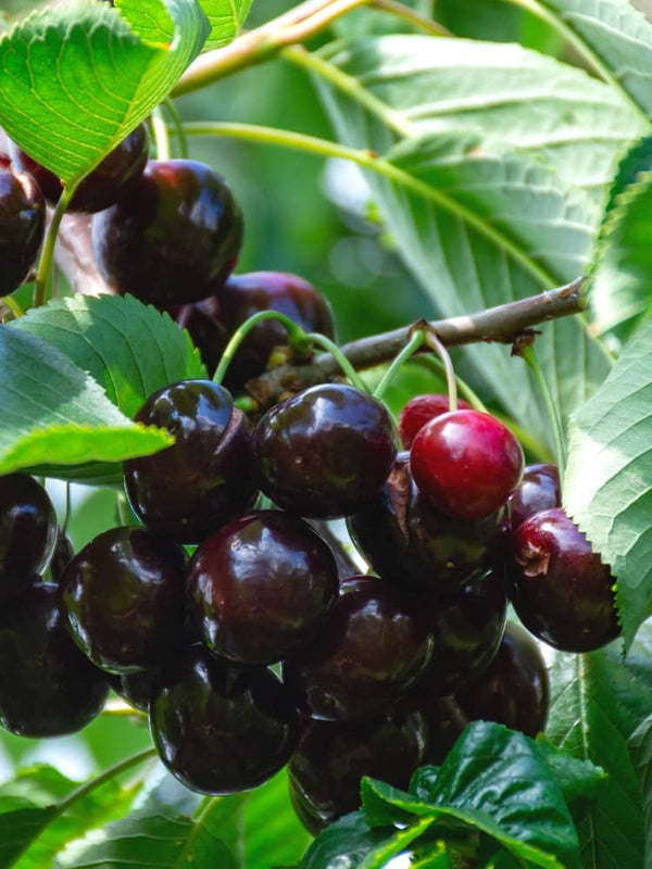 Sauerkirsche, Prunus cerasus 'Safir' ® kaufen im Online-Shop der Bohlken Baumschulen