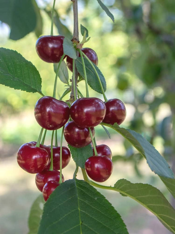 Sauerkirsche, Prunus cerasus 'Schattenmorelle' kaufen im Online-Shop der Bohlken Baumschulen