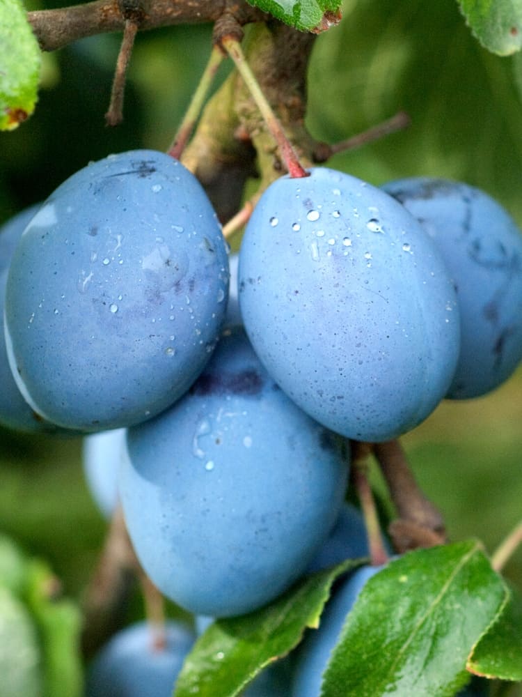 Zwetsche, Prunus domestica 'Hanita' ® kaufen im Online-Shop der Bohlken Baumschulen