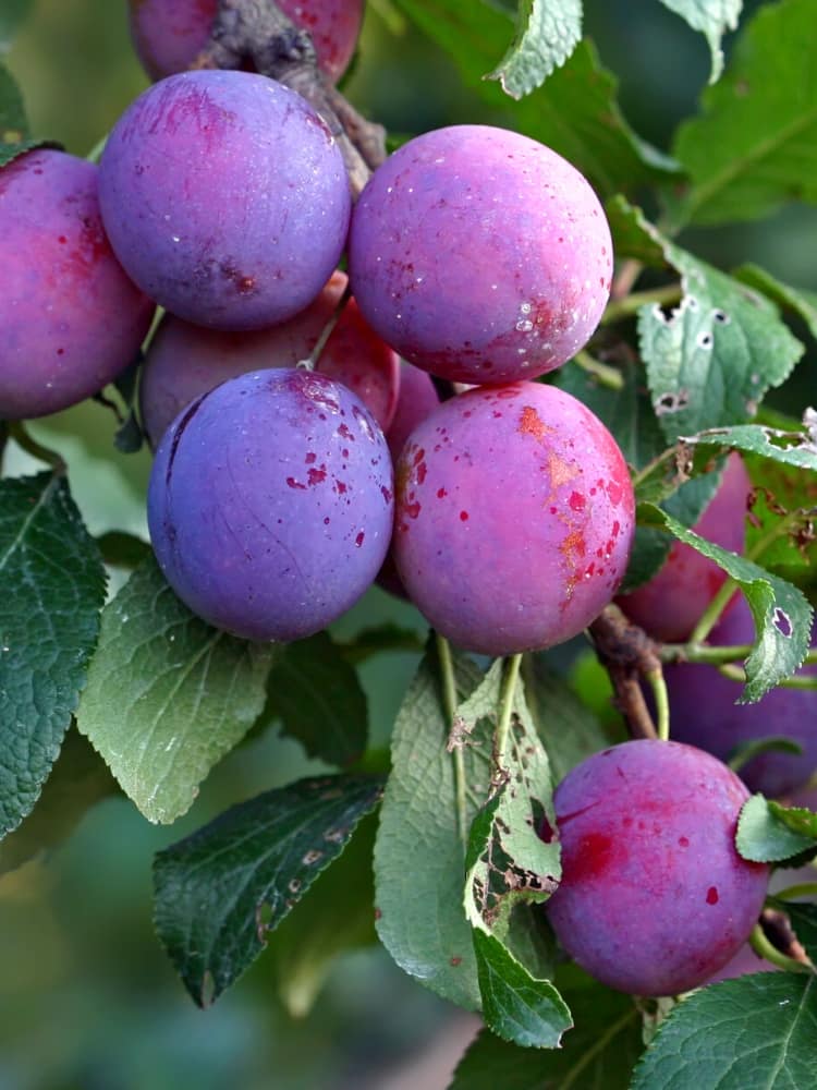 Säulen-Zwetsche, Prunus domestica 'Hauszwetsche' kaufen im Online-Shop der Bohlken Baumschulen