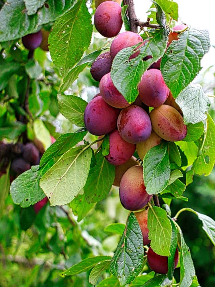 Pflaume, Prunus domestica 'Königin Viktoria' kaufen im Online-Shop der Bohlken Baumschulen