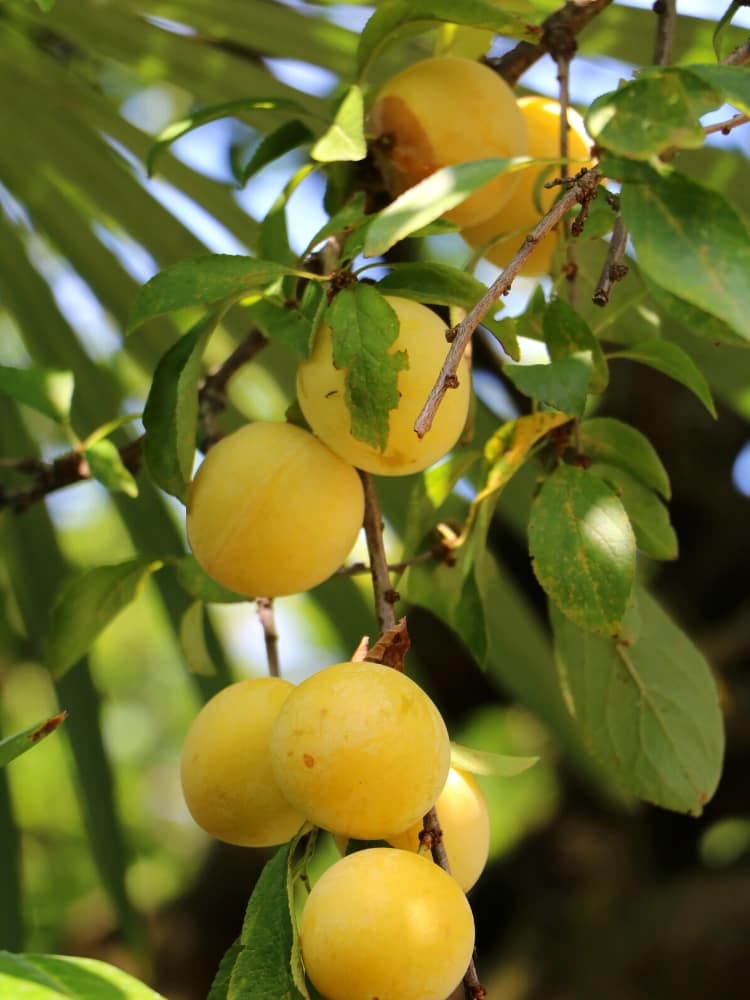 Mirabelle, Prunus domestica subsp. syriaca 'Bellamira' ® kaufen im Online-Shop der Bohlken Baumschulen