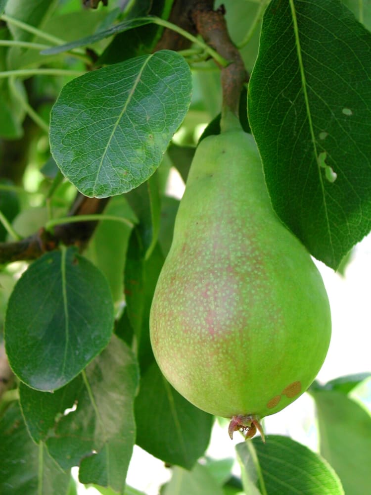 Säulen-Birne, Pyrus communis 'Condo' kaufen im Online-Shop der Bohlken Baumschulen