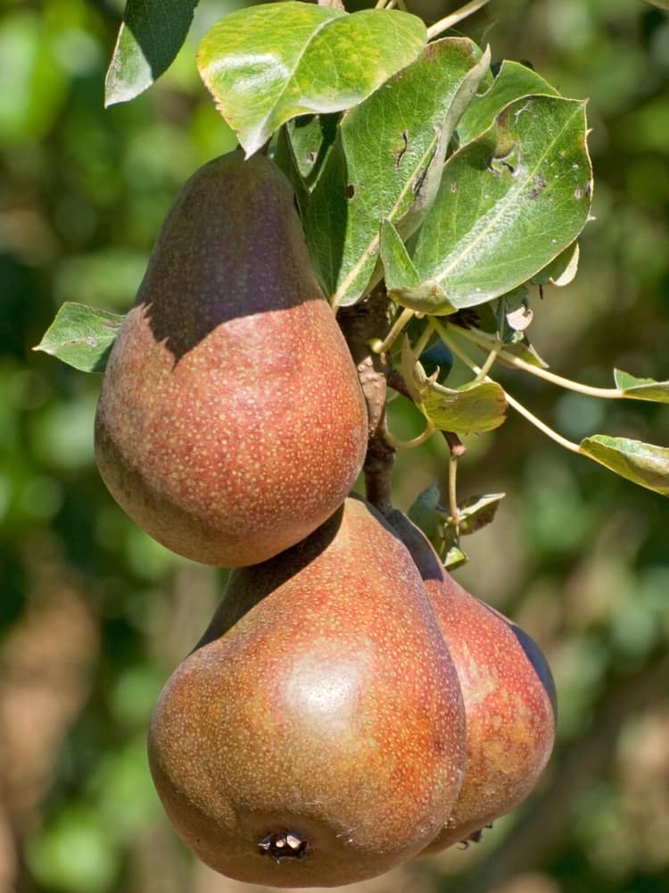 Säulen-Birne, Pyrus communis 'Decora' kaufen im Online-Shop der Bohlken Baumschulen