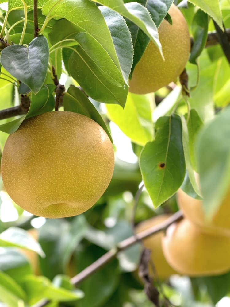 Jetzt NashiBirne 'Nijisseiki' online kaufen bei Bohlken