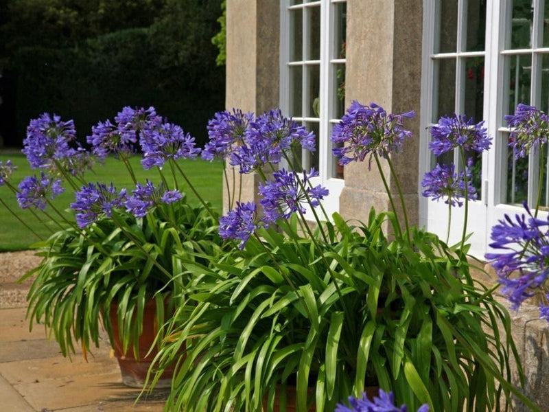 Bild von Afrikanische Schmucklilie blau im Onlineshop von Bohlken Pflanzenversand GbR