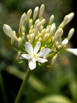 Bild von Afrikanische Schmucklilie weiß im Onlineshop von Bohlken Pflanzenversand GbR