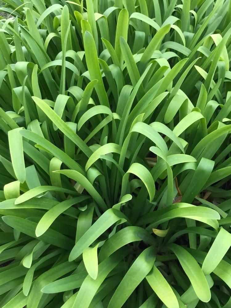 Bild von Afrikanische Schmucklilie weiß im Onlineshop von Bohlken Pflanzenversand GbR