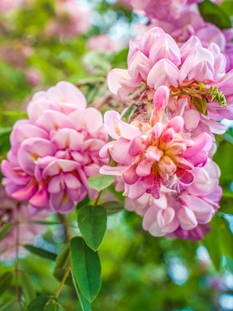 Jetzt Akazie da Torino' ® online kaufen bei Bohlken