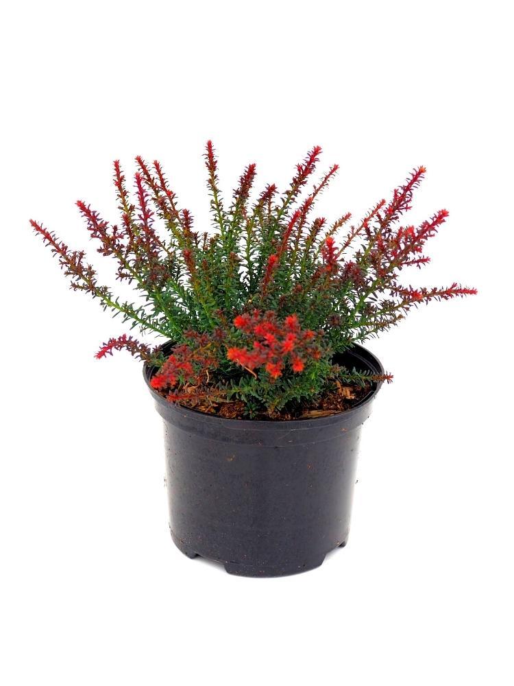 Bild von Alpen-Steineibe 'Red Tip' im Onlineshop von Bohlken Pflanzenversand GbR