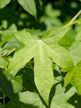 Bild von Amberbaum im Onlineshop von Bohlken Pflanzenversand GbR