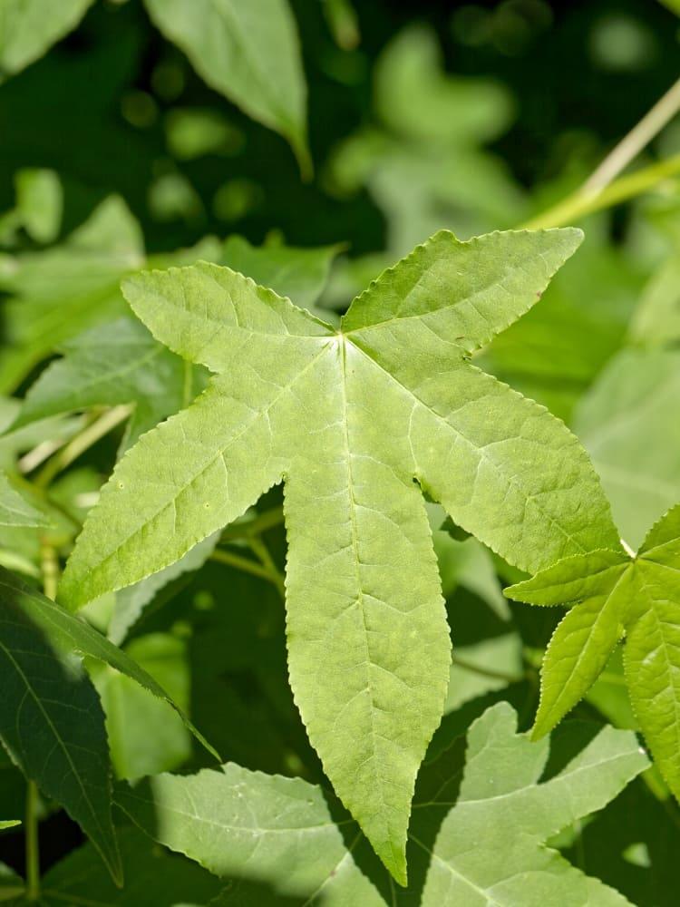 Bild von Amberbaum im Onlineshop von Bohlken Pflanzenversand GbR