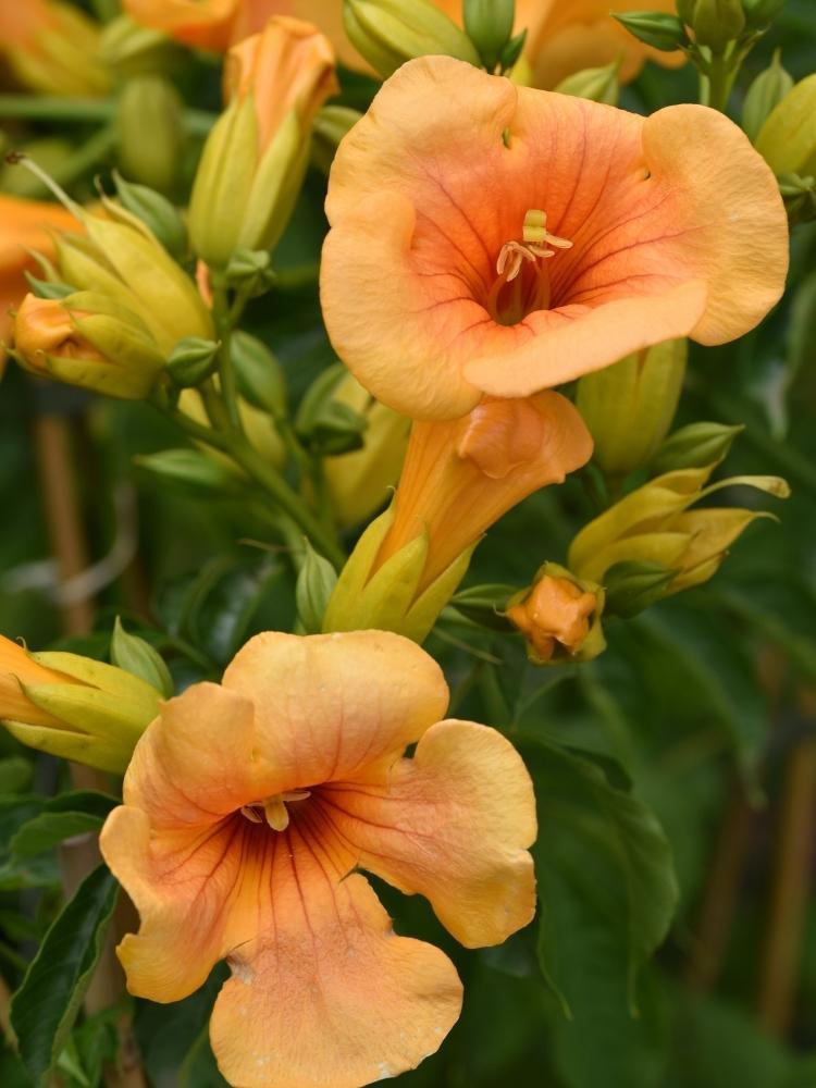 Bild von Amerikanische Klettertrompete 'Golden Trumpet' ® im Onlineshop von Bohlken Pflanzenversand GbR
