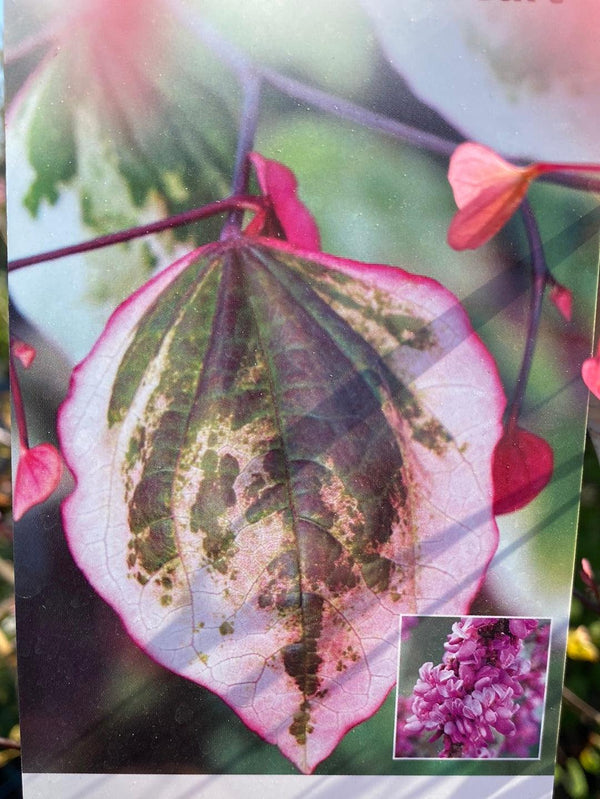 Bild von Amerikanischer Judasbaum 'Carolina Sweetheart' ® im Onlineshop von Bohlken Pflanzenversand GbR