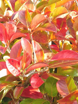 Bild von Apfelbeere 'Aron' im Onlineshop von Bohlken Pflanzenversand GbR