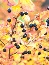 Bild von Apfelbeere 'Nero' im Onlineshop von Bohlken Pflanzenversand GbR