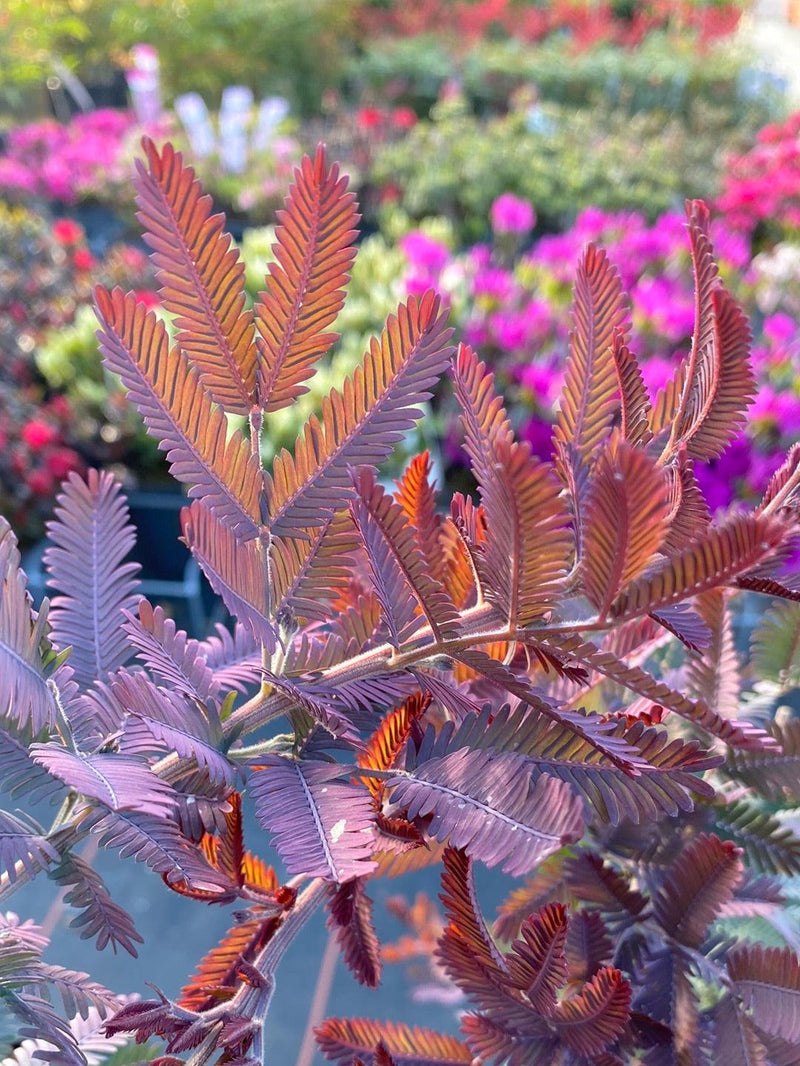 Bild von Baileys Akazie 'Purpurea' im Onlineshop von Bohlken Pflanzenversand GbR