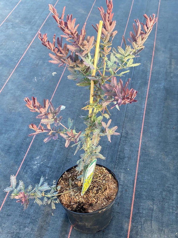 Bild von Baileys Akazie 'Purpurea' im Onlineshop von Bohlken Pflanzenversand GbR