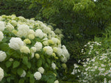 Bild von Ballhortensie 'Annabelle' im Onlineshop von Bohlken Pflanzenversand GbR