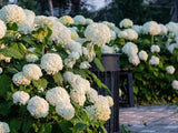 Bild von Ballhortensie 'Annabelle' im Onlineshop von Bohlken Pflanzenversand GbR