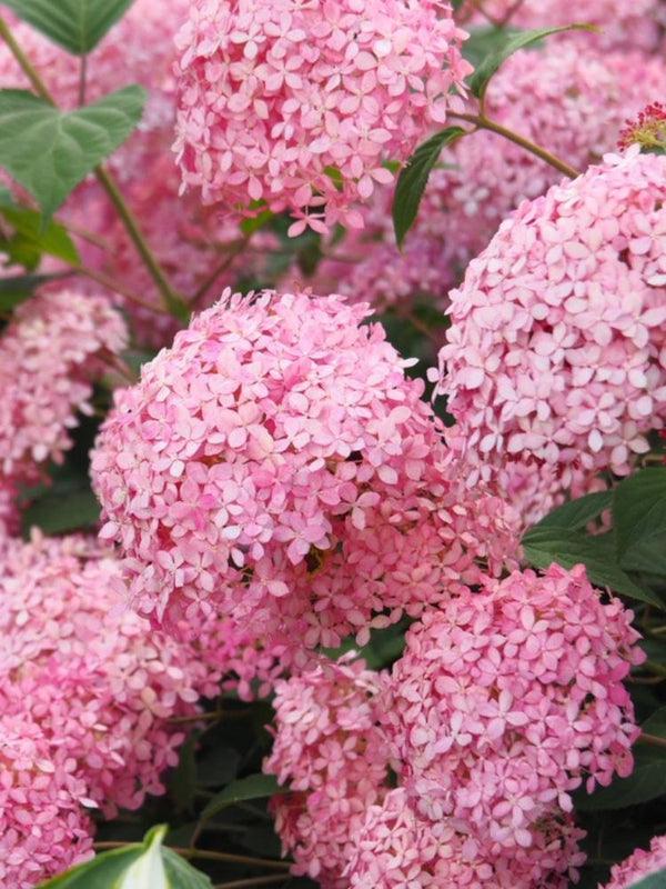 Bild von Ballhortensie 'Pink Annabelle'® im Onlineshop von Bohlken Pflanzenversand GbR
