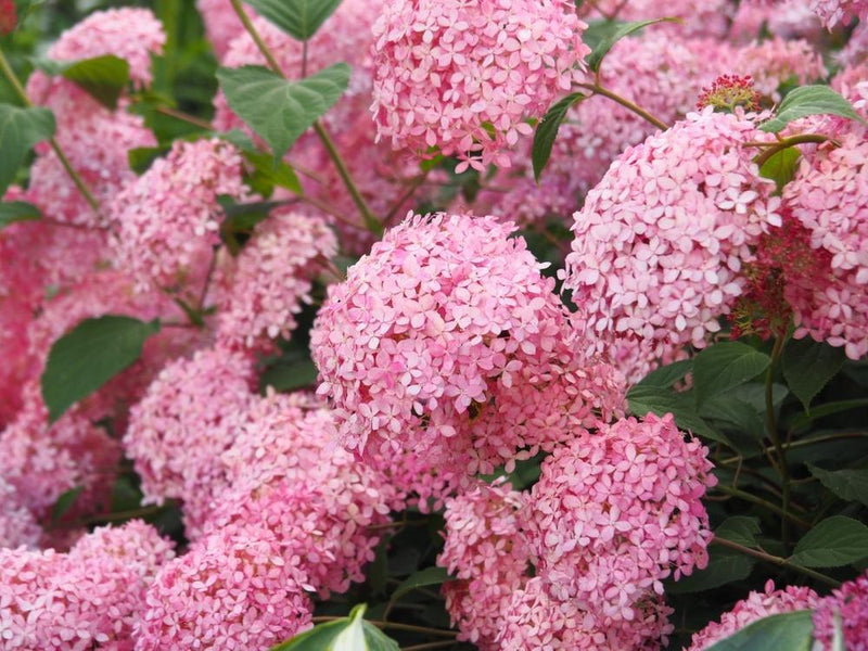 Bild von Ballhortensie 'Pink Annabelle'® im Onlineshop von Bohlken Pflanzenversand GbR