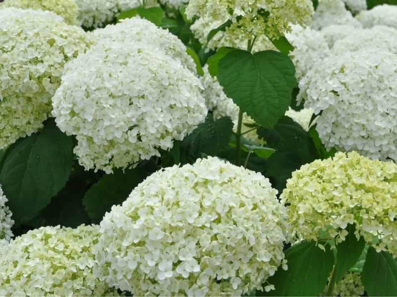 Bild von Ballhortensie 'Strong Annabelle'® im Onlineshop von Bohlken Pflanzenversand GbR