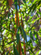 Bild von Bambus angustissima im Onlineshop von Bohlken Pflanzenversand GbR