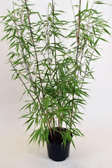 Bild von Bambus 'Asian Wonder' im Onlineshop von Bohlken Pflanzenversand GbR