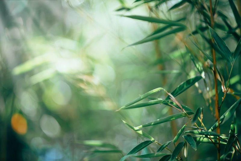 Bild von Bambus 'Asian Wonder' im Onlineshop von Bohlken Pflanzenversand GbR