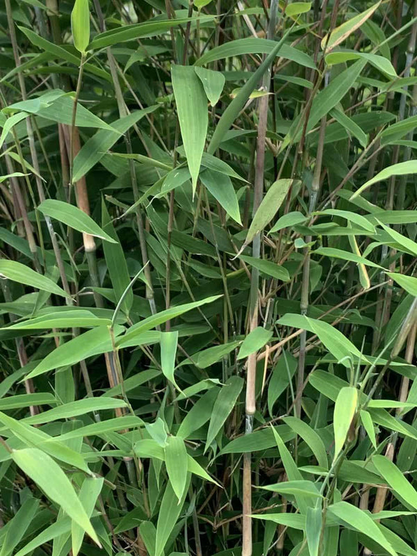 Bild von Bambus 'Great Wall' im Onlineshop von Bohlken Pflanzenversand GbR