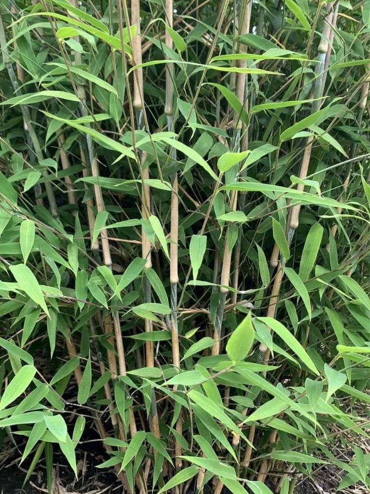 Bild von Bambus 'Great Wall' im Onlineshop von Bohlken Pflanzenversand GbR